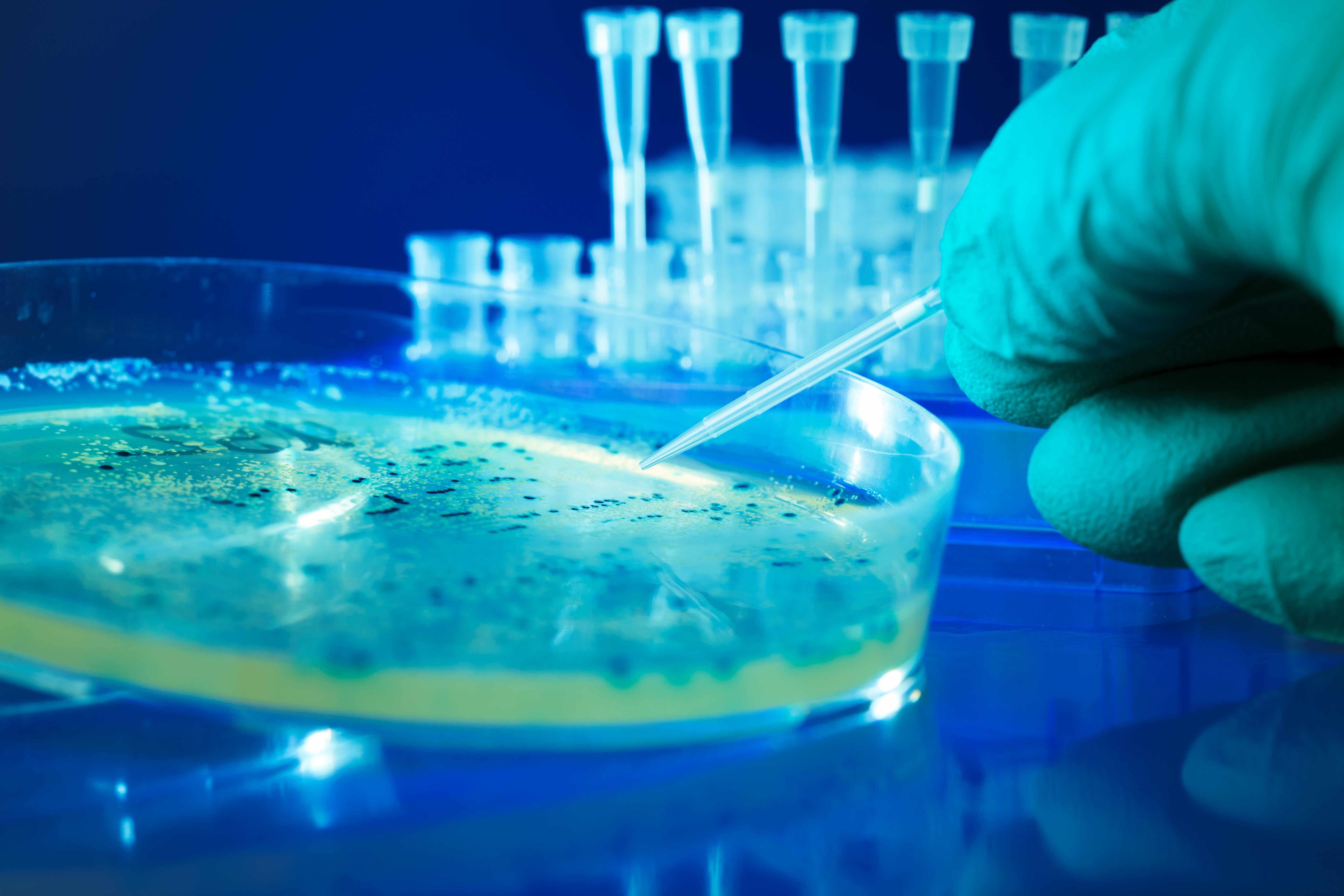 pipettes and petri dish (c) iStock pipettes and petri dish (c) iStock